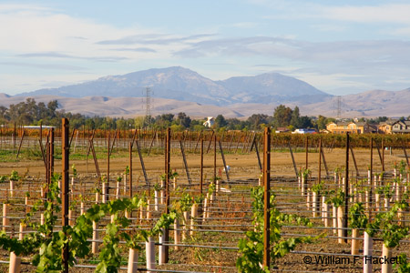 Mount Diablo, Livermore vineyards