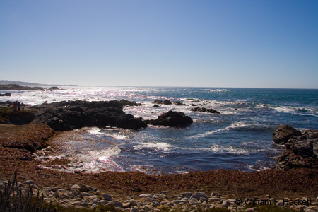 Asilomar State Beach and Conference Grounds