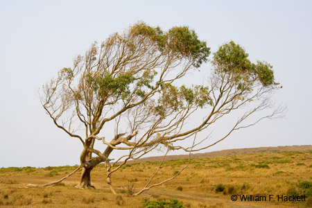 PtReyesEucalyptus2409