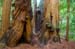 MuirWoodsRedwoodBurl3954