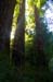 MuirWoodsRedwoods3887