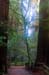 MuirWoodsUnderstory3947