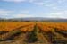 LivermoreVinesOct4713