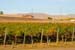 LivermoreVinesOct4717