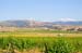LivermoreVineyards0028