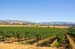 LivermoreVineyards0696