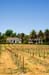 RavenswoodNewVines1690