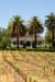 RavenswoodNewVines1694