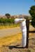 ScarecrowVines1867