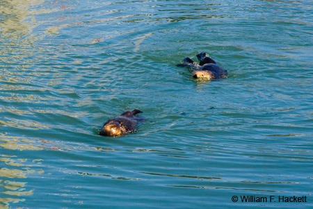 OttersMossLanding3037