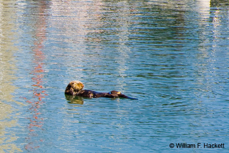 OttersMossLanding3049