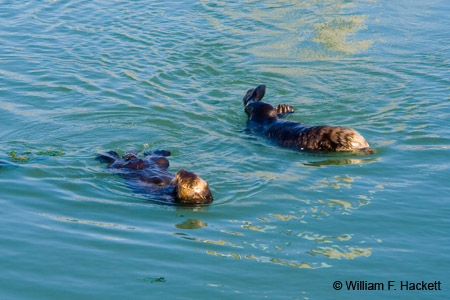 OttersMossLanding3054