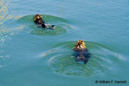 OttersMossLanding3078