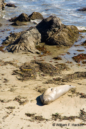 SanSimeonElephantSeal2425