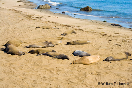 SanSimeonElephantSeal2446
