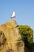 PacificGroveGull0002
