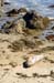 SanSimeonElephantSeal2425