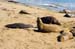 SanSimeonElephantSeal2433