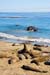 SanSimeonElephantSeal2441