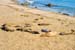 SanSimeonElephantSeal2446